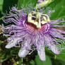 Passion Flower