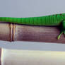Day Gecko