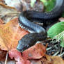Dyke Marsh Snake