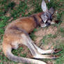 Sleeping Kangaroo