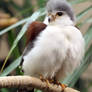 African Pygmy Falcon