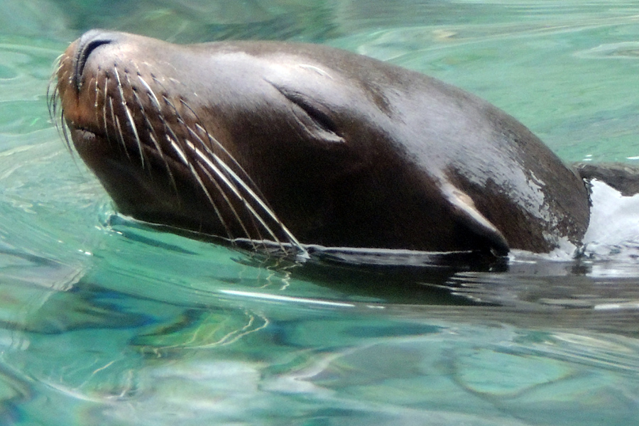 California Sea Lion