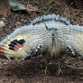 Sunbittern Wing Display