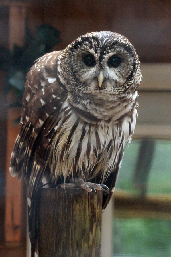 Rocky Gap Owl