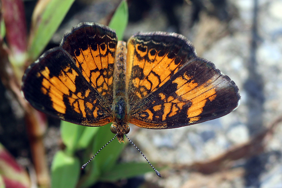 Pearl Crescent Butterfly