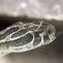 Lance-headed Rattlesnake