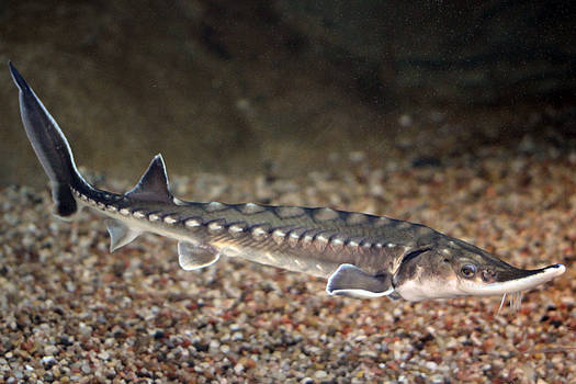 Maymont Sturgeon