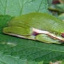 Mallows Bay Tree Frog