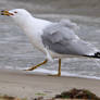 Gull at Fort Monroe