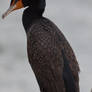 Cormorant at Fort Monroe