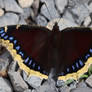 Mourning Cloak at Sideling Hill Creek