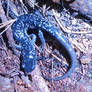 Slimy Salamander at Braley Pond