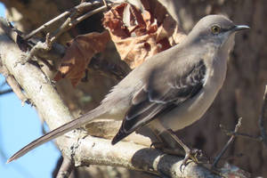 Mockingbird at Windsor Castle Park