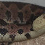 VLM Mexican Jumping Pit Viper