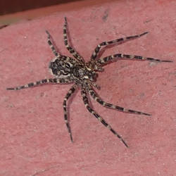 Fishing Spider Near Israel Creek