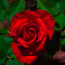 Deep Red Rose