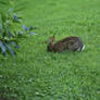 Bunny Rabbit Stock 16