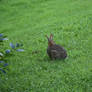 Bunny Rabbit Stock 25
