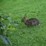 Bunny Rabbit Stock 61