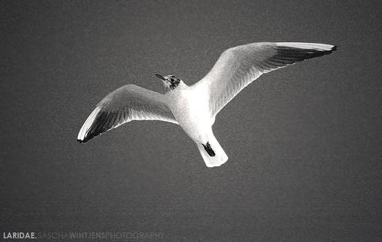 laridae