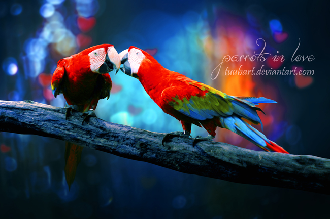 -parrots in love II-