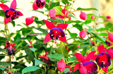 fushia