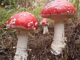 Amanita Muscaria