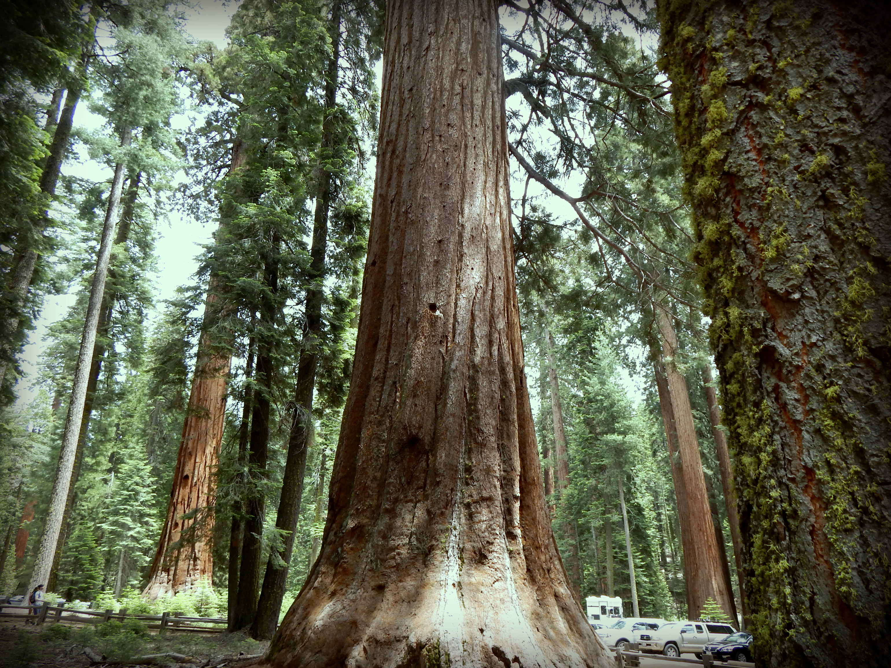 Sequoia1