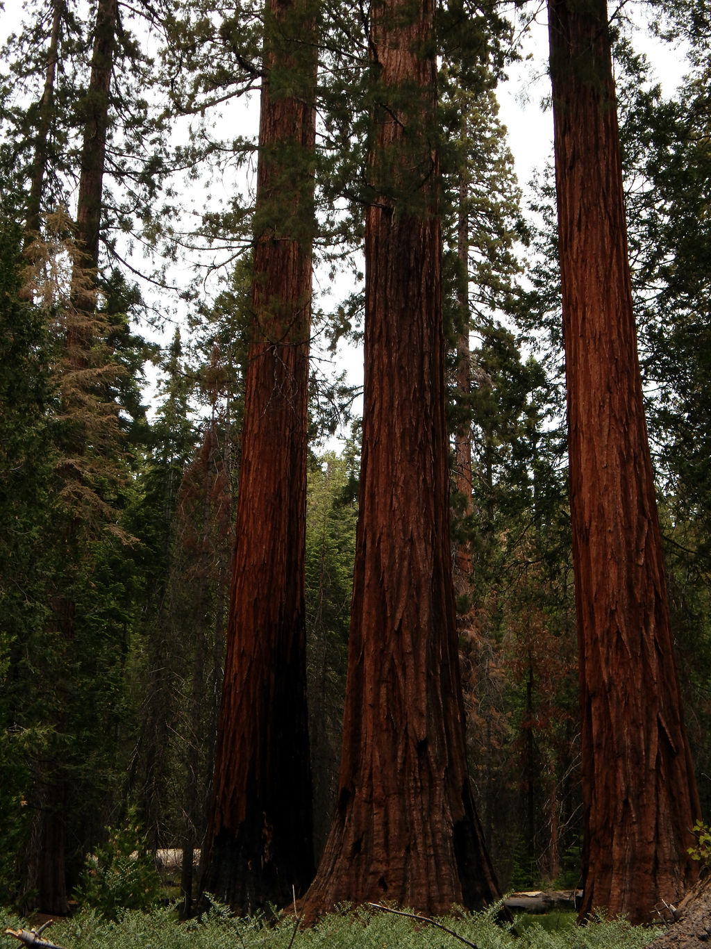 Three Sequoias