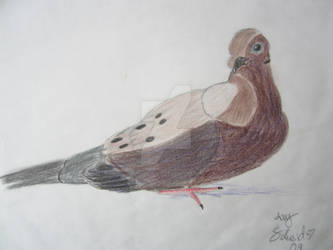 Mourning Dove