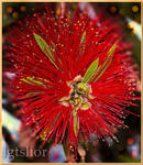 Red Callistemon by Lior-Art