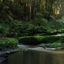rainforest stock