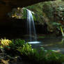 rainforest2 stock