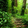Forest Stairs Stock