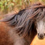 Horse Portrait Stock