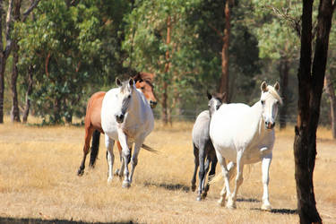 Horse Herd 2 Stock