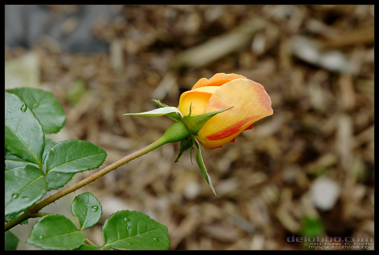 orangerose