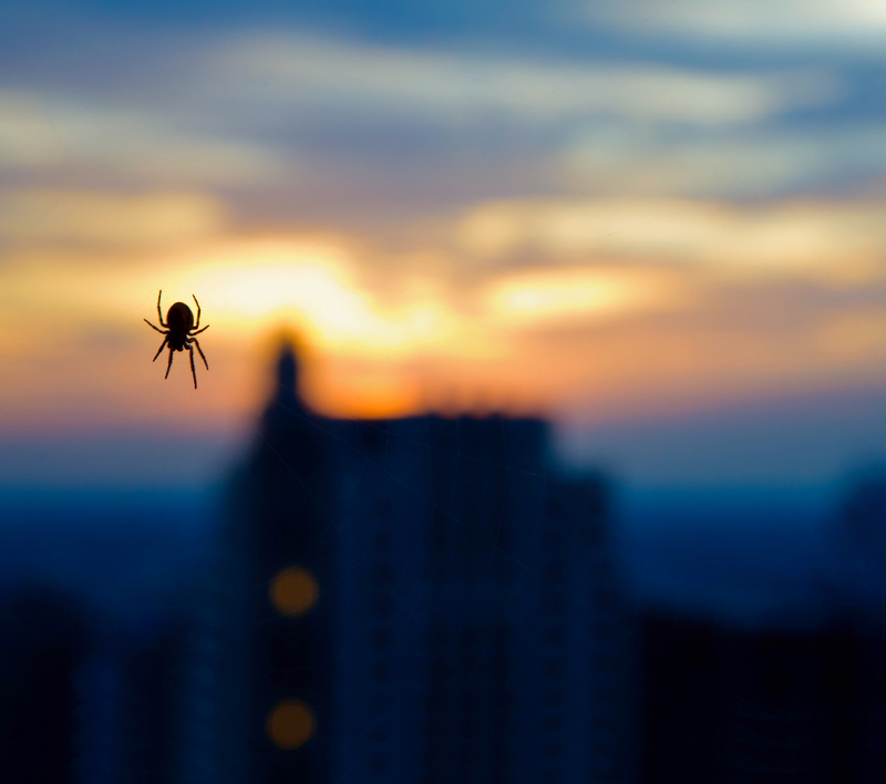 spider sunset