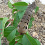 Elephant Hawkmoth Larvae 01