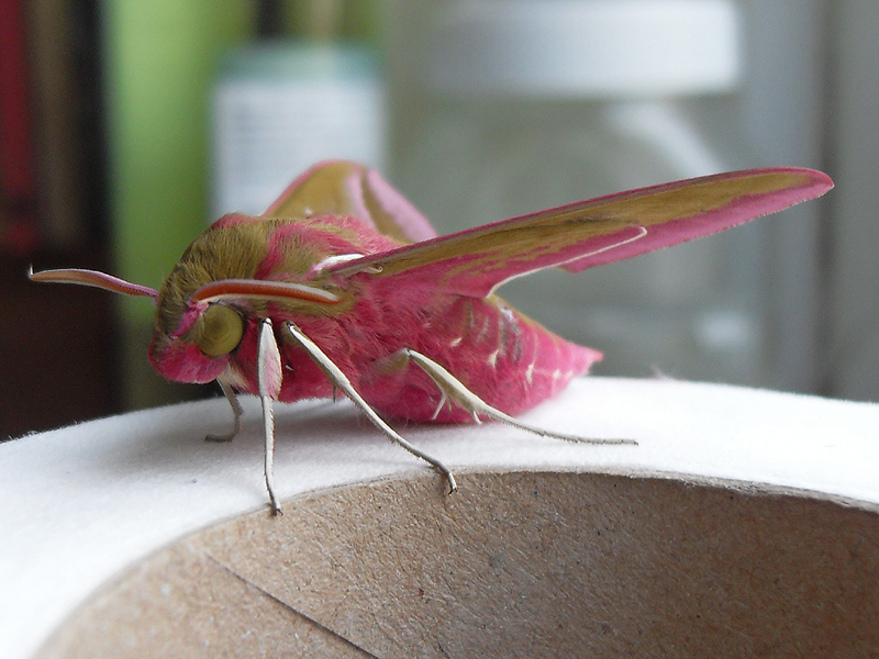 Elephant Hawkmoth Adult 001