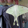 Indian Moon Moth Adult 002