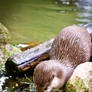 Otter with Flower