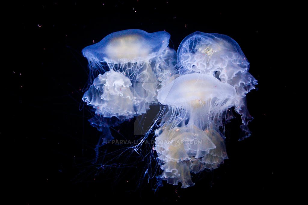 Jellyfish_3