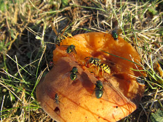 Wasp on an Apricot II