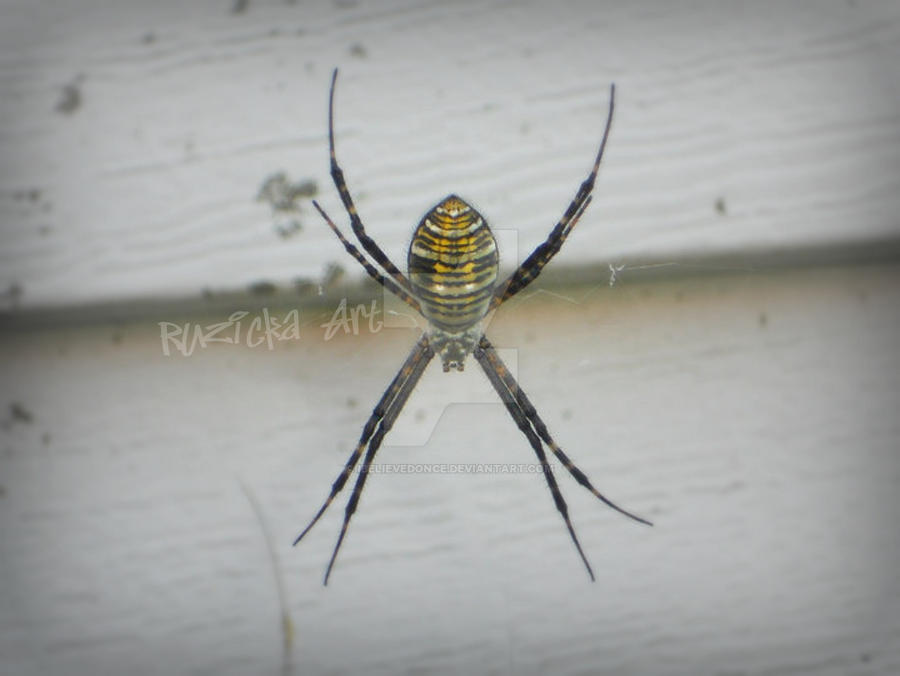 Spider Insect Deviantart Spider by iBelievedOnce on DeviantArt