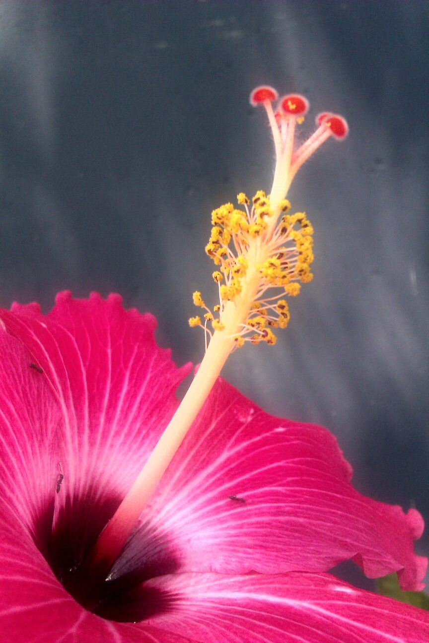 Pink Hibiscus