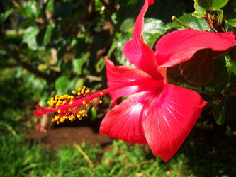 Hibiscus