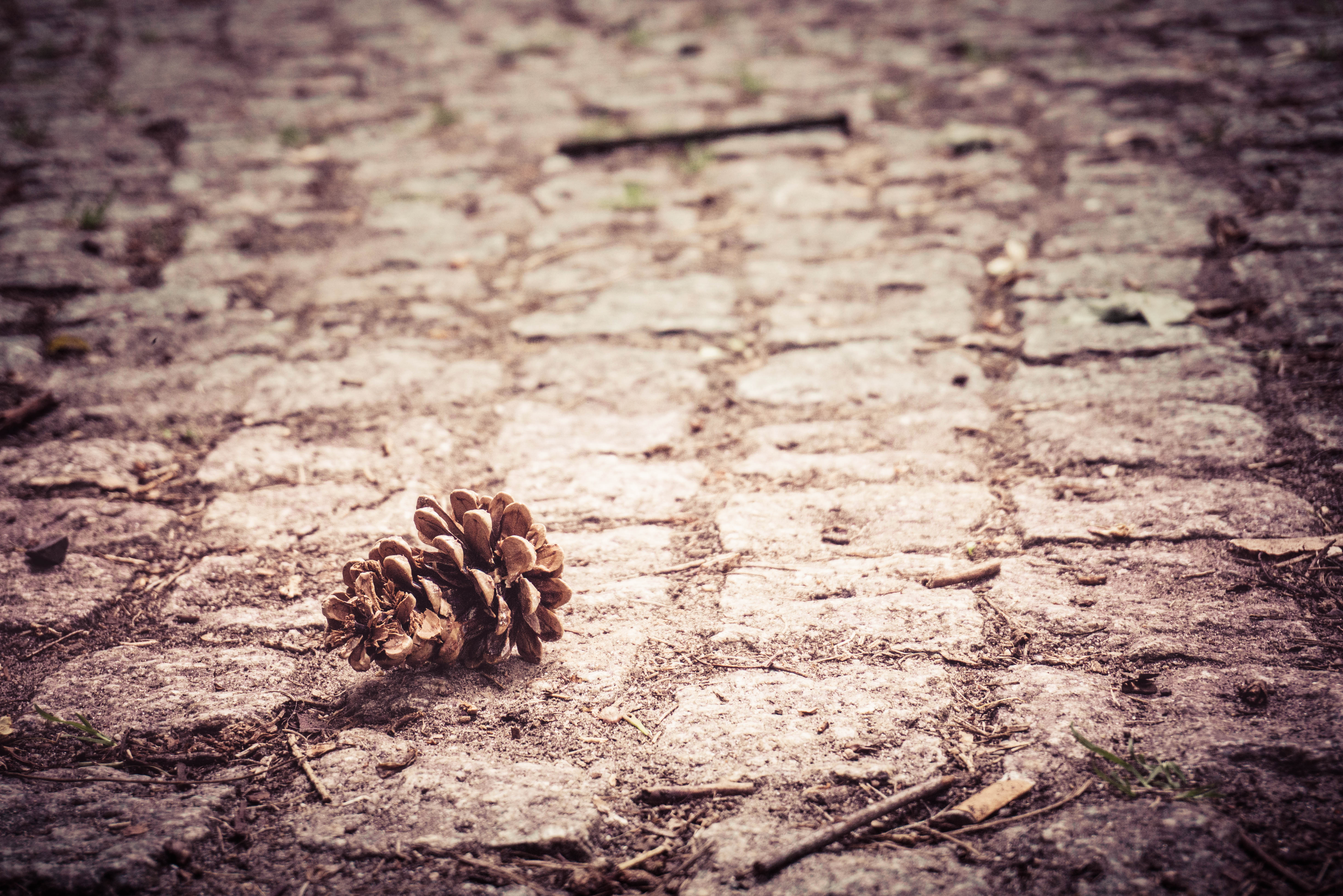 pine cone