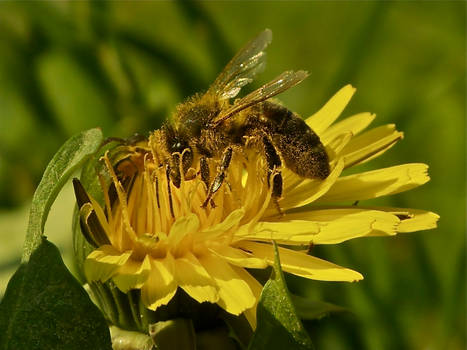 Bees and Dandelion