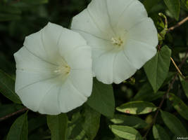 Calystegia